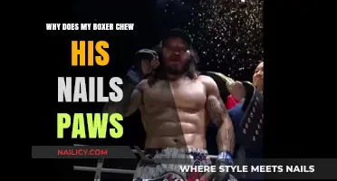 Why Boxers Chew Their Nail Paws: Causes and Solutions