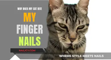 Unraveling the Mystery: Why Cats Bite Your Finger Nails