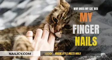 Understanding Your Cat's Nail-Biting Behavior