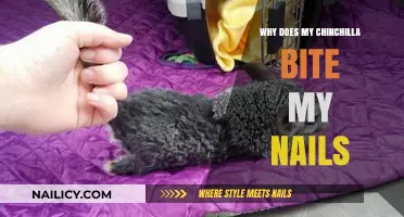 Why Chinchillas Bite Nails: Understanding Your Pet's Behavior