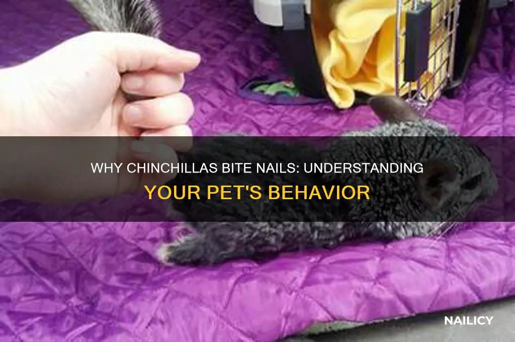 why does my chinchilla bite my nails