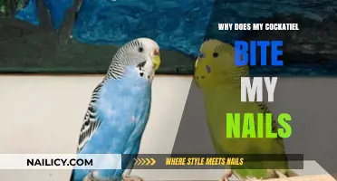 Why Cockatiels Bite Nails: Understanding Your Pet's Behavior