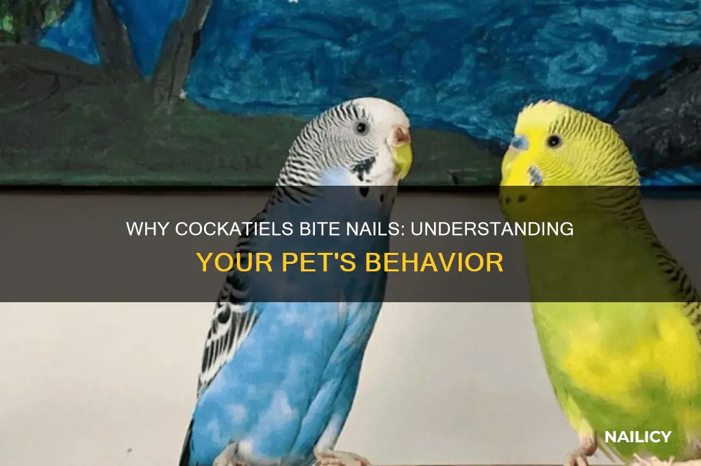 why does my cockatiel bite my nails