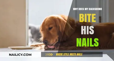 Why Dachshunds Bite Their Nails: Causes and Solutions for Owners