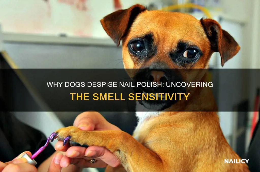 why does my dog hate the smell of nail polish
