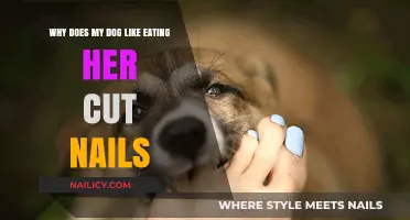 Dog's Strange Appetite for Nails: Why Do They Eat Them?