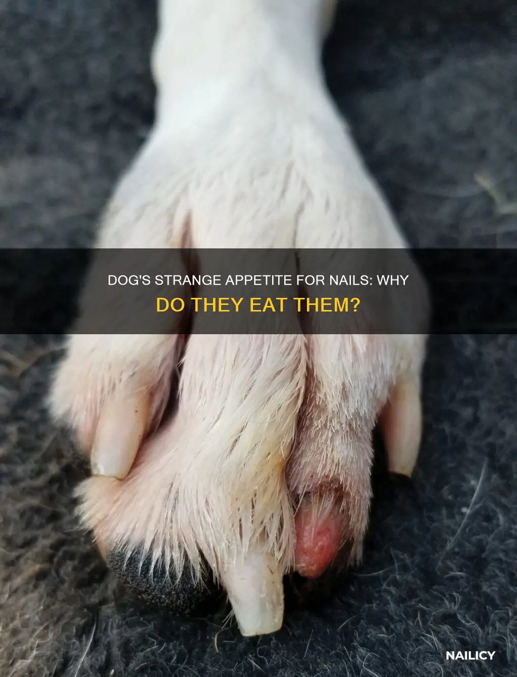 why does my dog like eating her cut nails