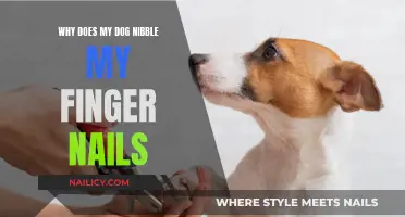 Unraveling the Mystery: Why Your Dog Bites Your Nails