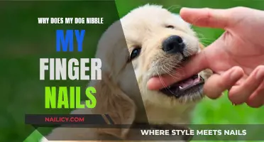 Understanding Your Dog's Odd Nail-Biting Habit