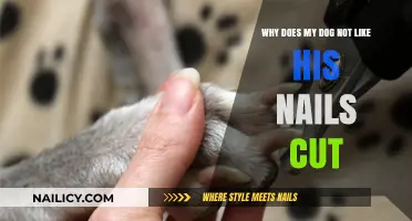 Trimming Nails: Why Your Dog Hates It