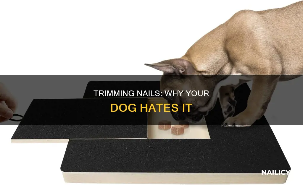 why does my dog not like his nails cut