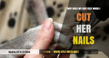 Trimming Nails: Why Do Dogs Yelp?