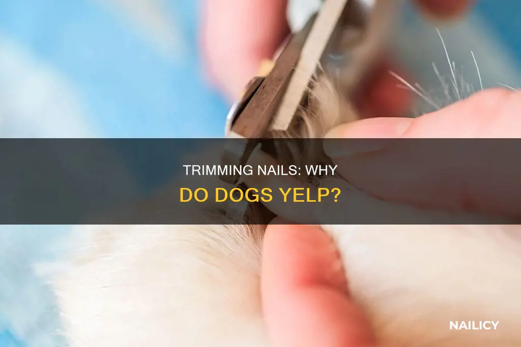 why does my dog yelp when i cut her nails
