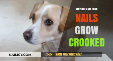 How to Keep Your Dog's Nails Healthy and Strong