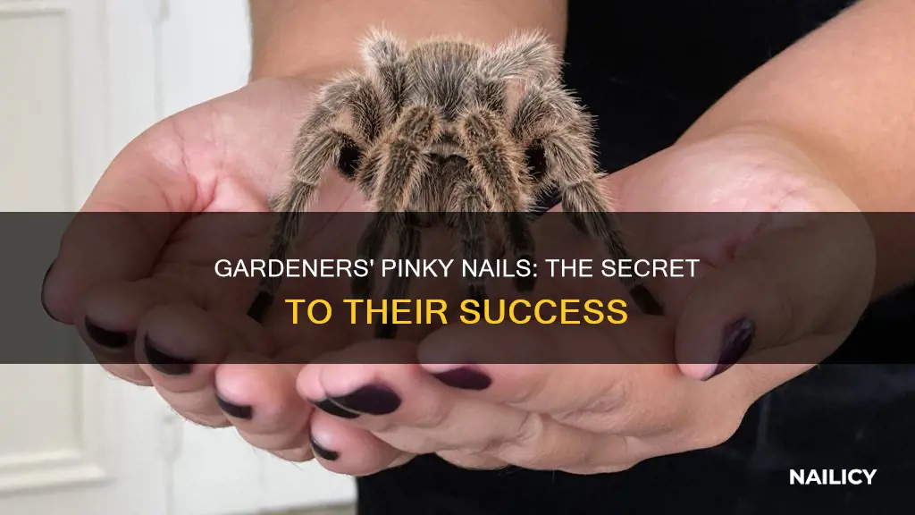 why does my gardener have long pinky nail