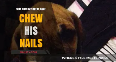 Why Great Danes Chew Nails: Causes and Solutions for Owners