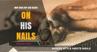 Why Does My GSD Bleed When Trimming His Nails?