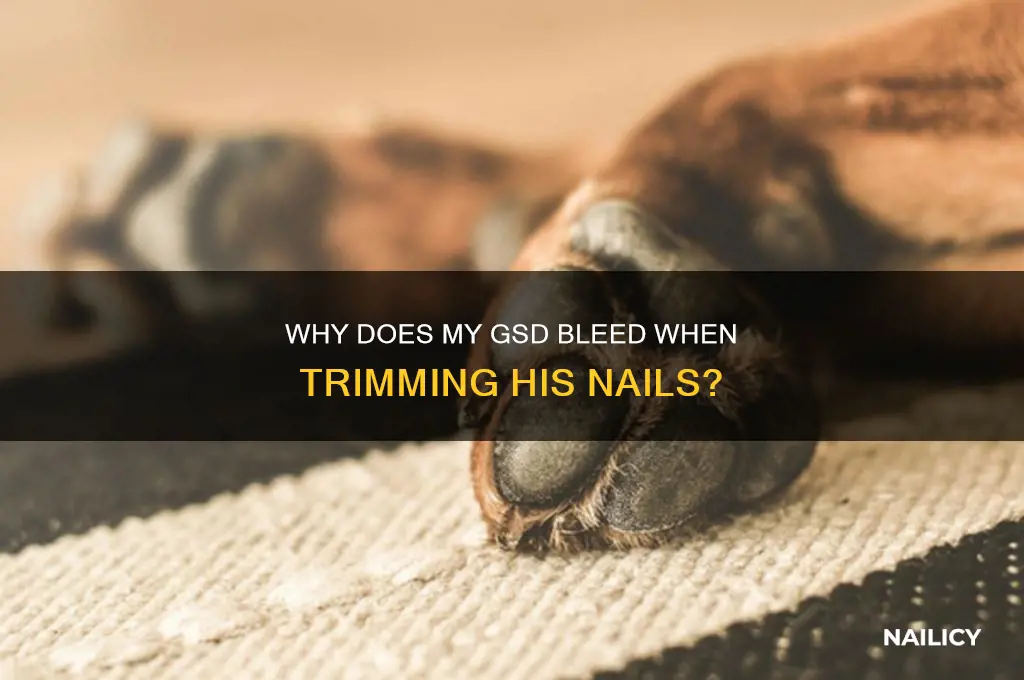 why does my gsd bleed on his nails