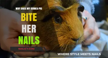 Guinea Pig Nail Biting: Causes, Concerns, and Solutions Explained