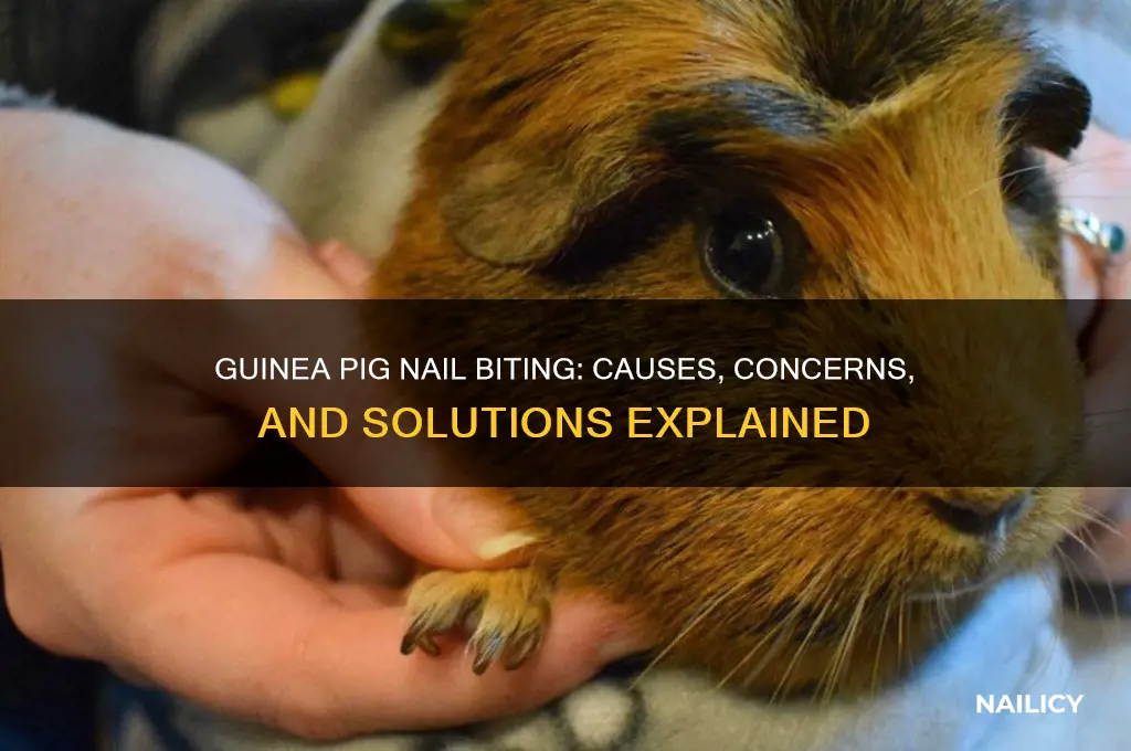 why does my guinea pig bite her nails