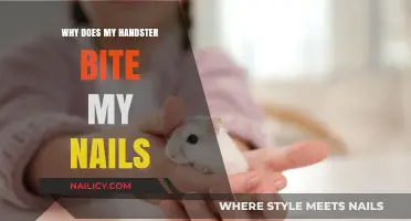 Understanding Why Your Hamster Bites Your Nails: Causes and Solutions