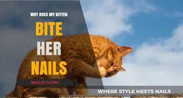 Why Does My Kitten Bite Her Nails? Understanding Feline Behavior