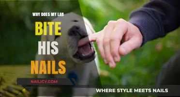 Why Does My Lab Bite His Nails? Understanding and Stopping the Habit