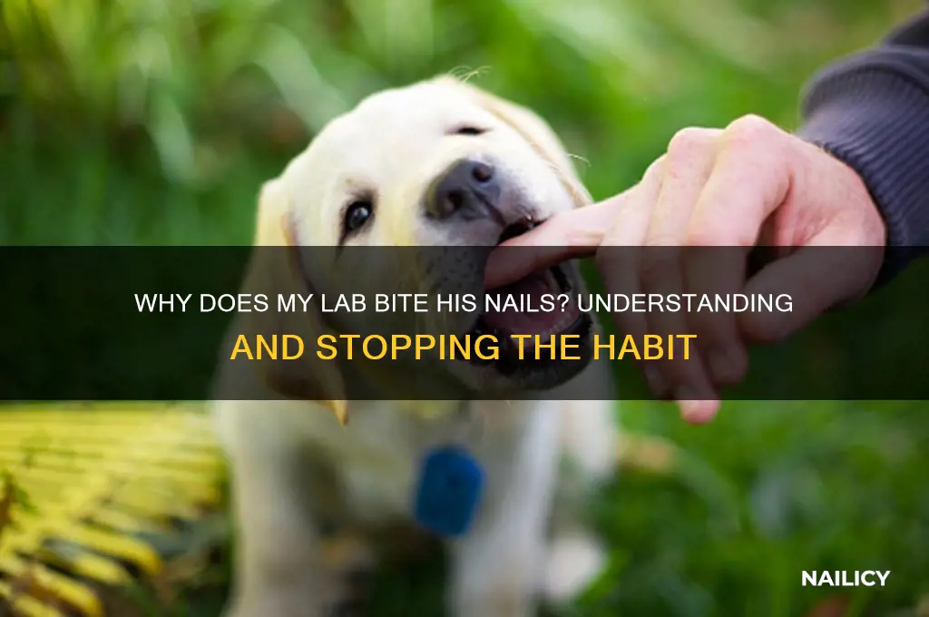 why does my lab bite his nails