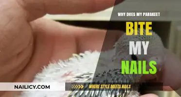 Why Parakeets Bite Nails: Understanding Your Pet's Behavior