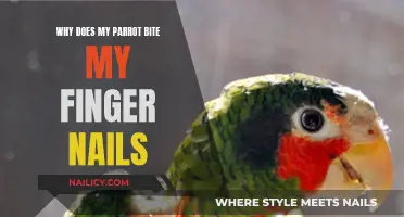 Unraveling the Mystery: Why Parrots Bite Your Nails