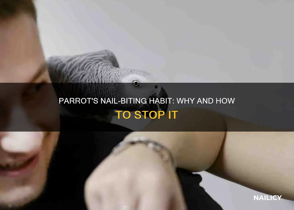 why does my parrot bite my finger nails