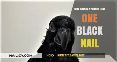 Understanding Your Parrot's Unique Black Nail: Causes and Concerns