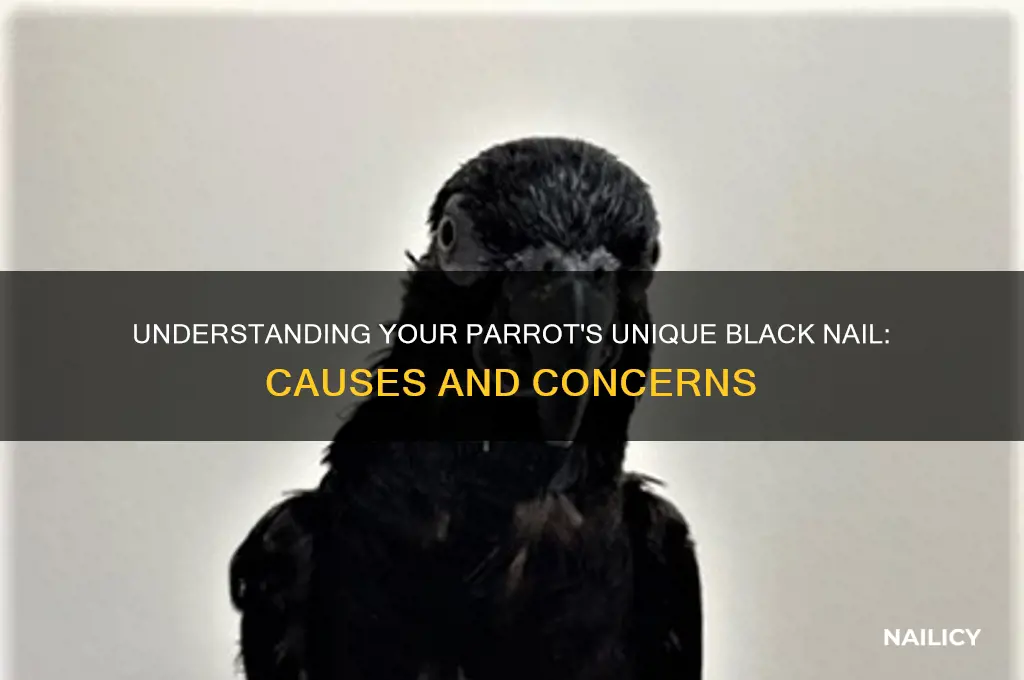 why does my parrot have one black nail