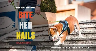 Why Puppies Bite Their Nails: Causes and Solutions for Concerned Owners