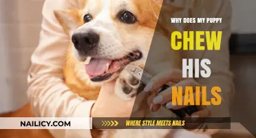 Why Puppies Chew Their Nails: Causes and Solutions for Pet Owners