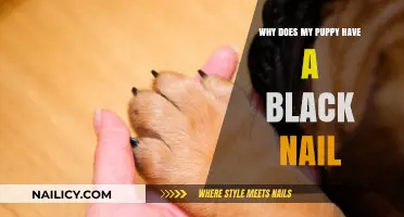 Understanding Your Puppy's Black Nail: Causes and Care Tips