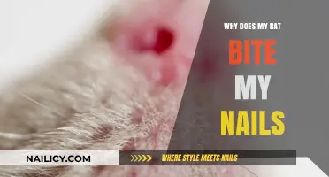 Why Rats Bite Nails: Understanding Your Pet's Behavior and Solutions
