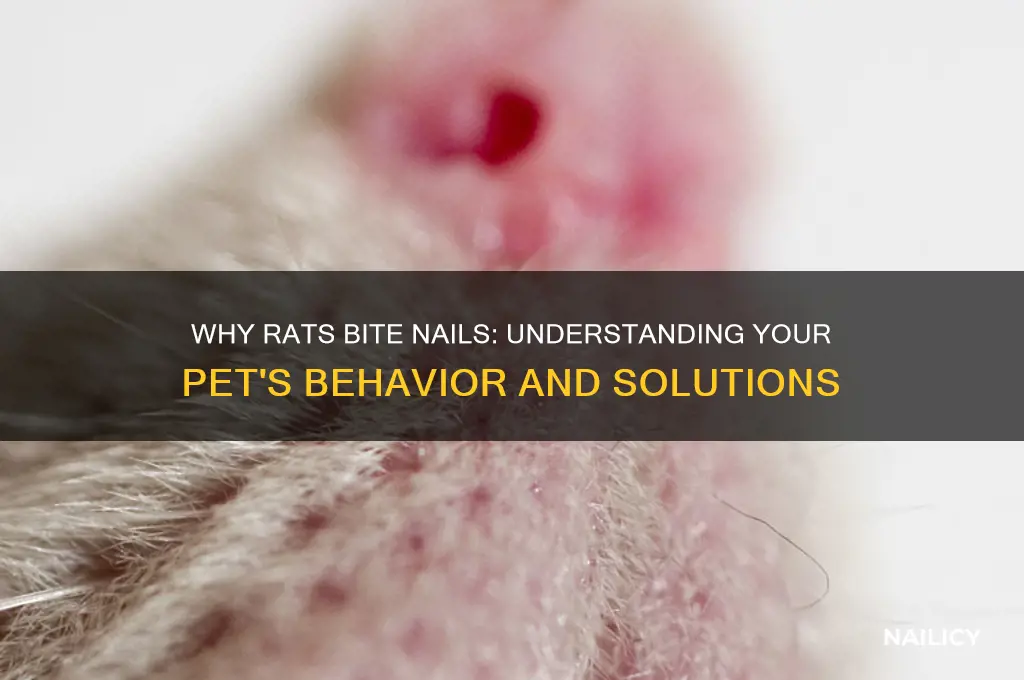 why does my rat bite my nails