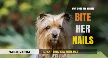 Why Does My Yorkie Bite Her Nails? Understanding the Causes and Solutions