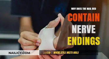 Why Nail Beds Have Nerve Endings: Sensitivity and Function Explained