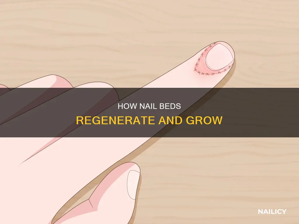 why does the nail bed grow out