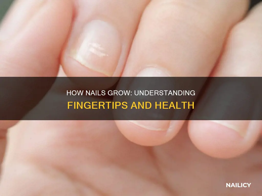 why finger nail is extending down the nail bec
