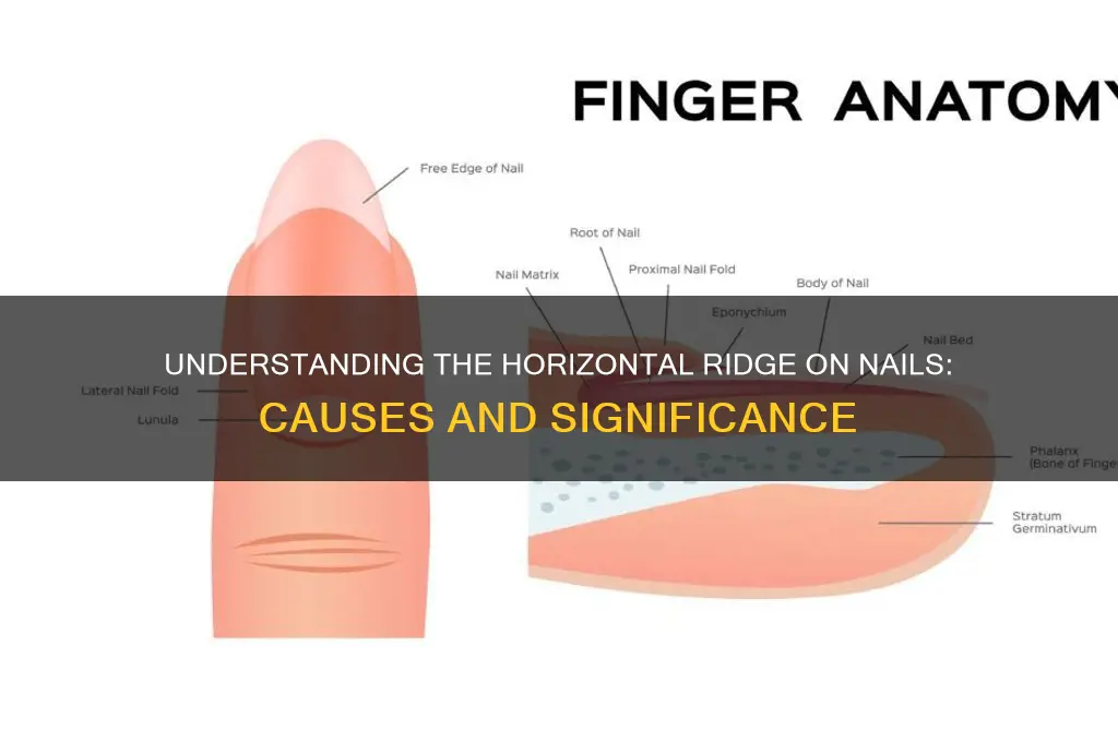 Understanding The Horizontal Ridge On Nails: Causes And Significance ...