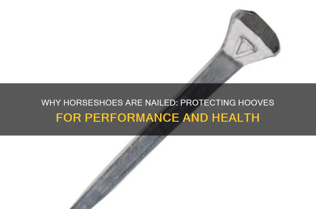 why horse shoes are nailed