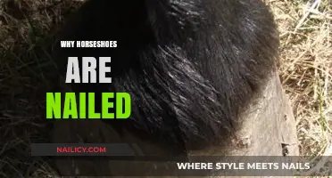 Why Horseshoes Are Nailed: Protecting Hooves for Equine Health