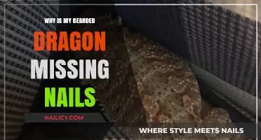 Why Bearded Dragons Lose Nails: Causes, Prevention, and Care Tips