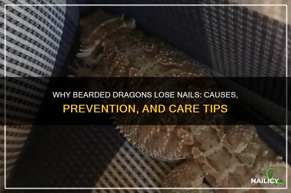 why is my bearded dragon missing nails