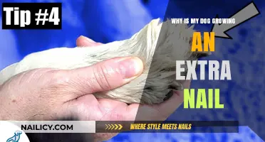 Extra Dog Nail Growth: What's the Cause?