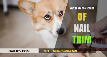 Calm Your Dog's Fear of Nail Trims