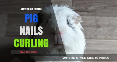 Guinea Pig Nail Curling: Causes, Prevention, and Care Tips